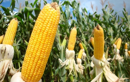 Produção de milho cresce 0,6% em relação a safra passada