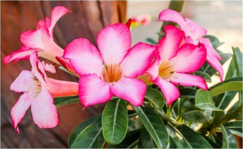 Com mercado em crescimento potencial, Empaer realiza treinamento sobre Rosa do Deserto
