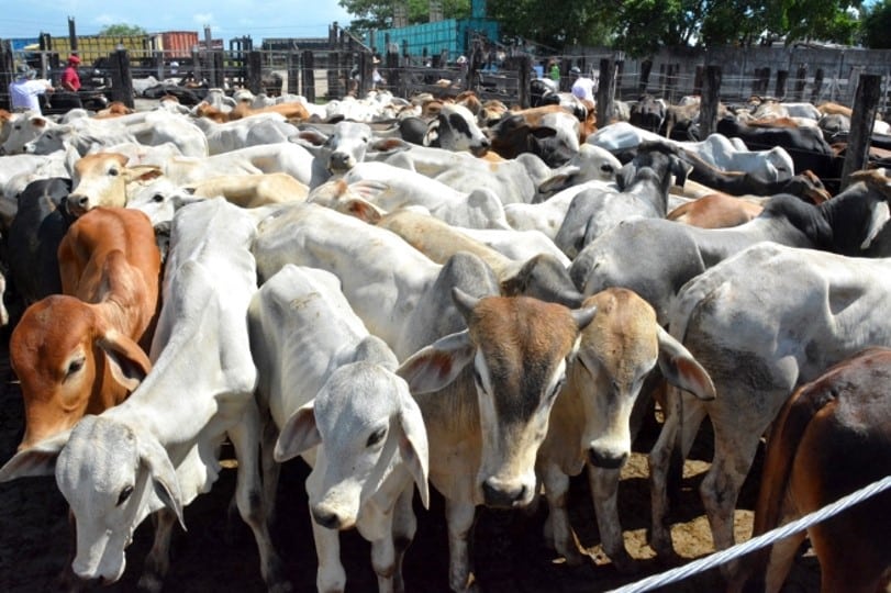 Abate de bovinos reduz no primeiro trimestre do ano. Fêmeas registram maior queda