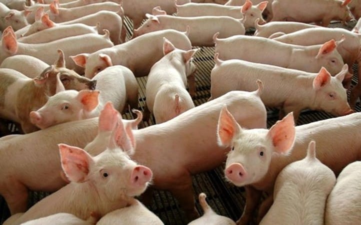Apesar da margem baixa, exportações de carne suína aumentam. China cresce 40% a demanda