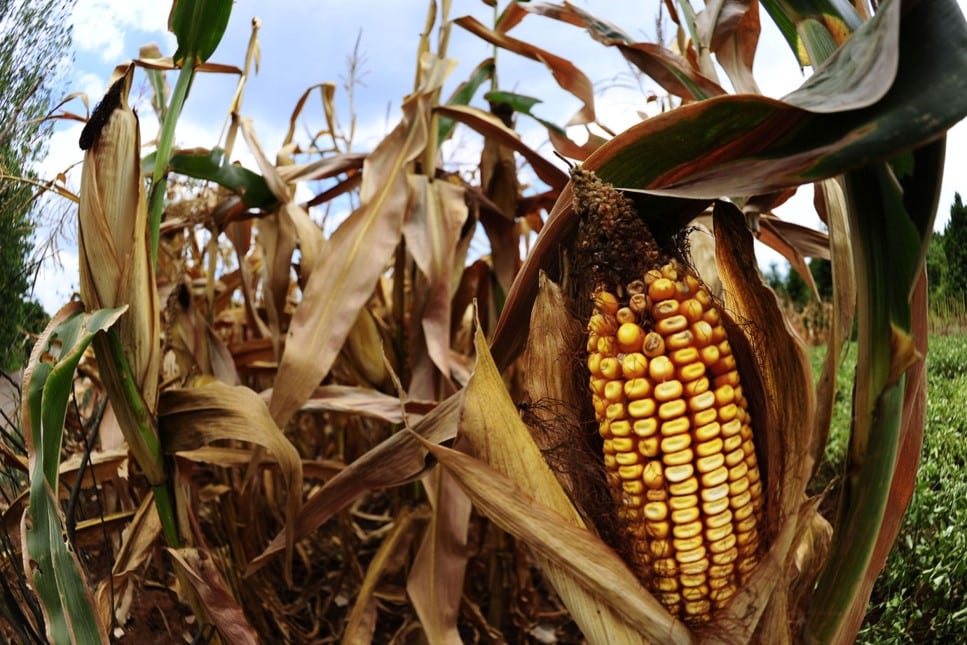 Escassez de chuvas gera prejuízo de até 50% na produção do milho em algumas regiões de Mato Grosso