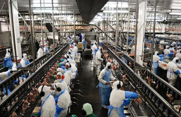 Mesmo operando com margens baixas, indústria frigorífica de Mato Grosso mantém 23 mil empregos