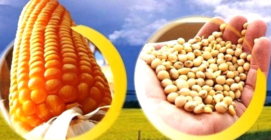 Preços da soja e milho tem base para seguirem altos?