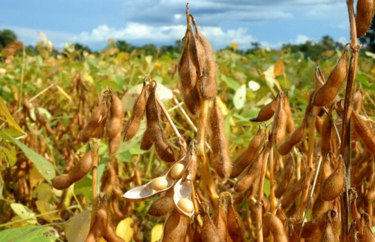 Estudo aponta redução de quase 280 mil hectares de soja em Mato Grosso