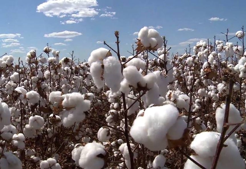 Mato Grosso exportou 68,29% do algodão do país no acumulado deste ano