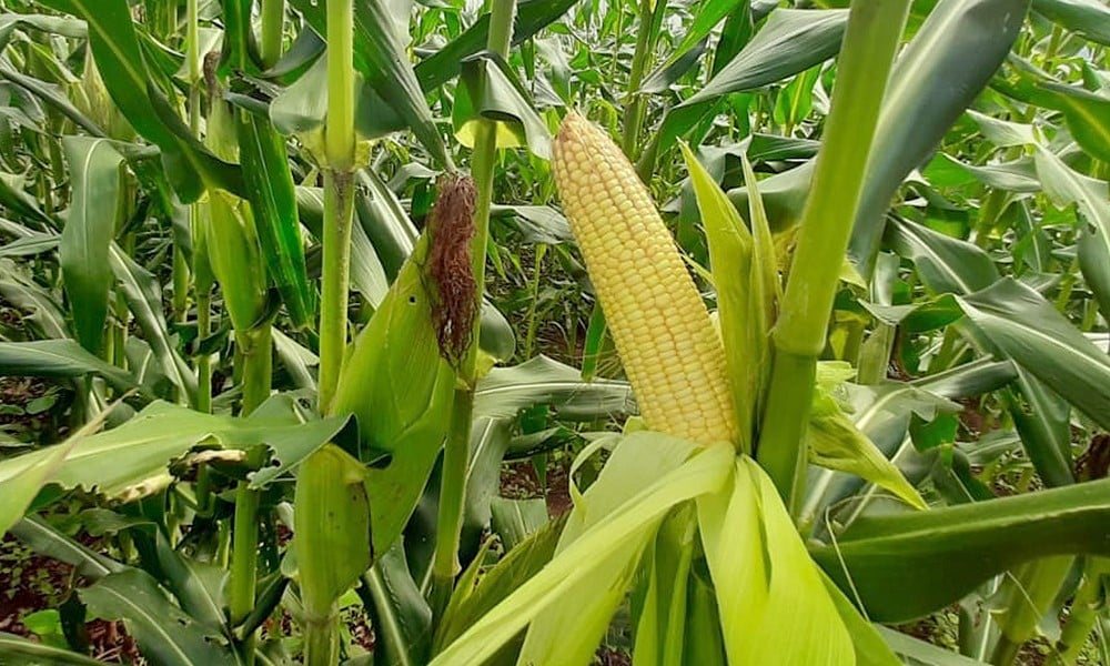 Produtores de milho de Mato Grosso devem ter redução na área de plantio e menor produtividade