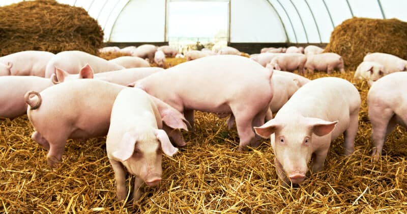 Trabalhando com dificuldades, suinocultura se supera e bate recorde de produção em Mato Grosso