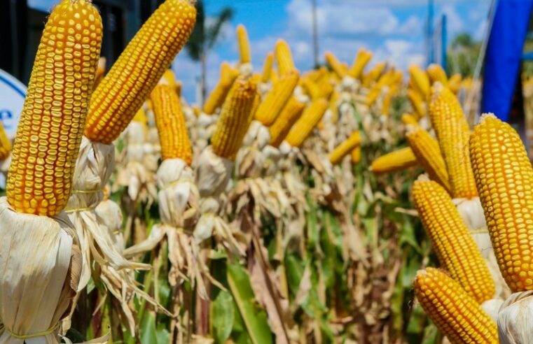 Com avanço da colheita em Mato Grosso milho registra queda de preço