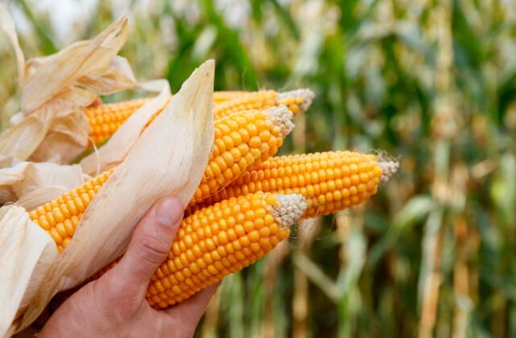 Preço do milho sobe 5,76% em Mato Grosso; Sorriso registra 70% da área colhida
