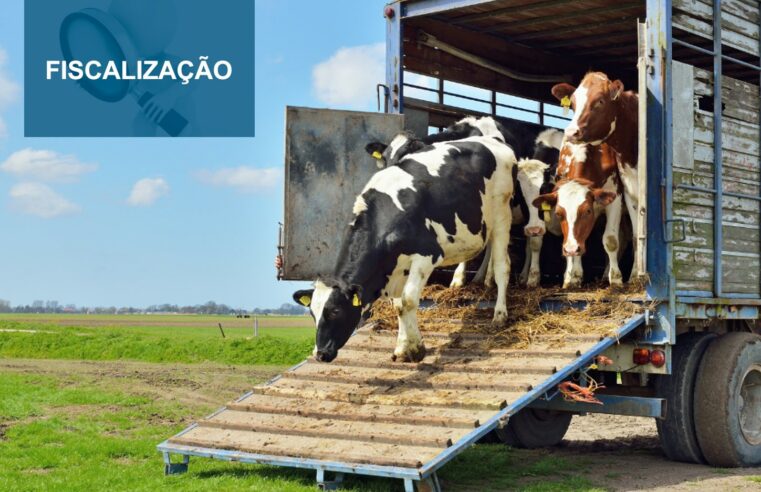 Fiscalização sobre entrada de gado da Bolívia em Mato Grosso será intensificada