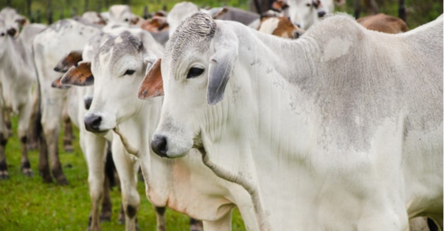 VBP da Pecuária de Mato Grosso deve alcançar R$ 30 bi este ano, resultado 25,77% maior que 2020