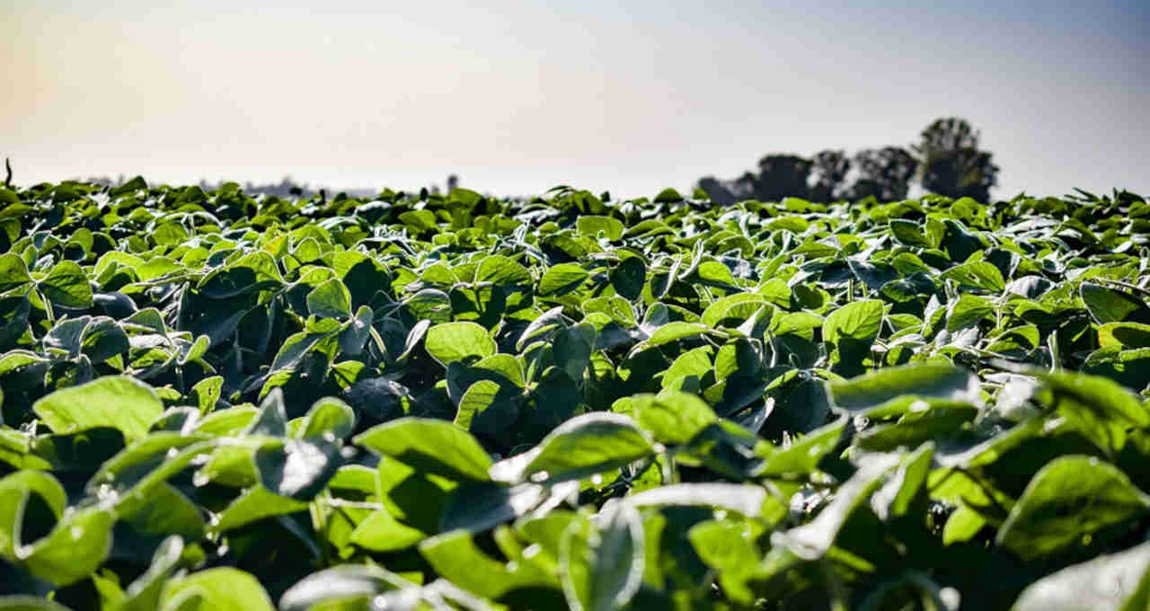 Área plantada de soja em Mato Grosso deve alcançar 10,84 milhões de hectares