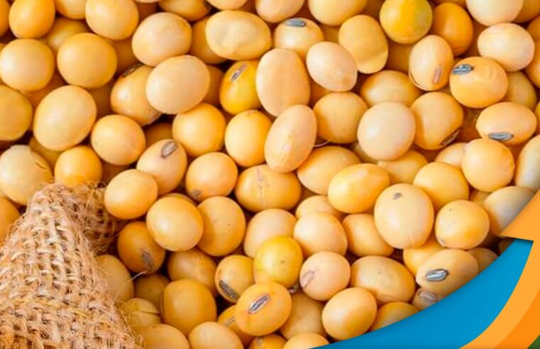 Custo elevado de produção e tributação preocupam produtores na nova safra de soja em Mato Grosso