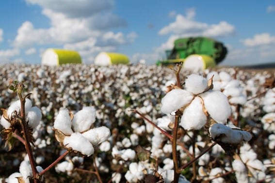 Exportação do algodão de Mato Grosso bate recorde histórico
