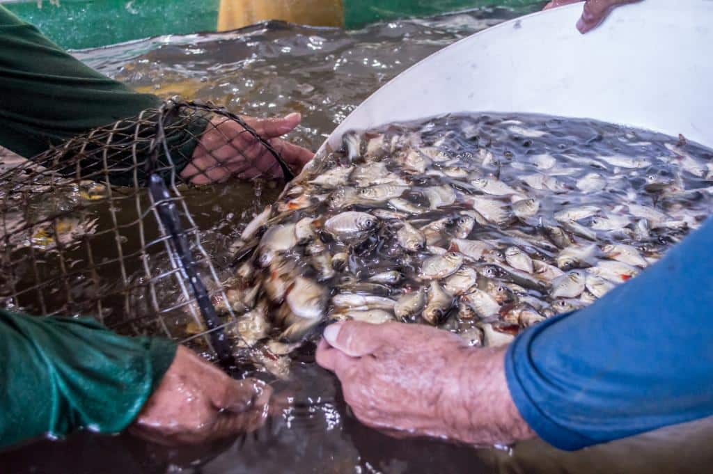 Proder garante para produtores rurais de Mato Grosso incentivos fiscais de até 62,5%