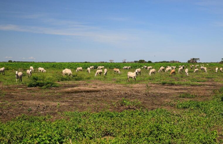 Em nove meses, produtores do Pantanal receberam R$ 75 milhões de recursos do FCO