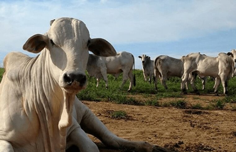 ‘Vaca louca’ dificulta projeções e coloca negociações em compasso de espera em Mato Grosso