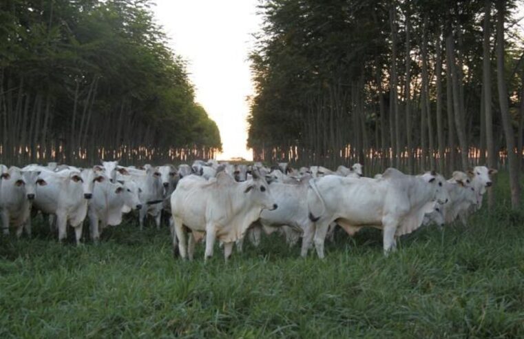 Na COP-26, Imac representa a cadeia produtiva da carne de Mato Grosso