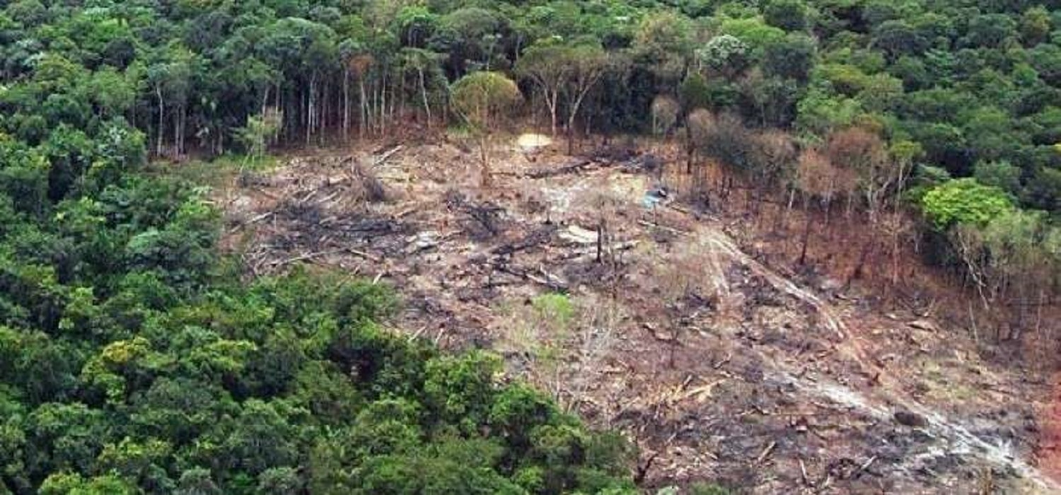 Mato Grosso reduziu em 30,6% alertas de desmatamento nos últimos três meses