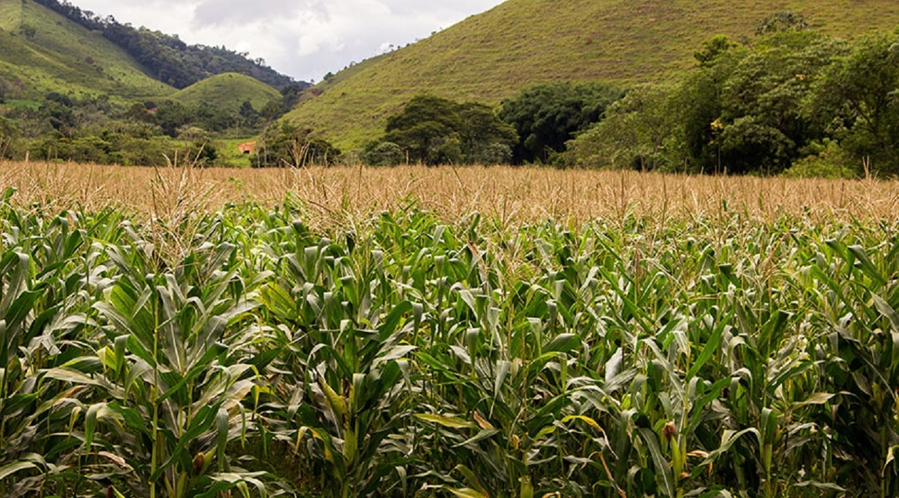 MT tem condições de plantar mais de 90% da safrinha de milho dentro da janela ideal em 2022