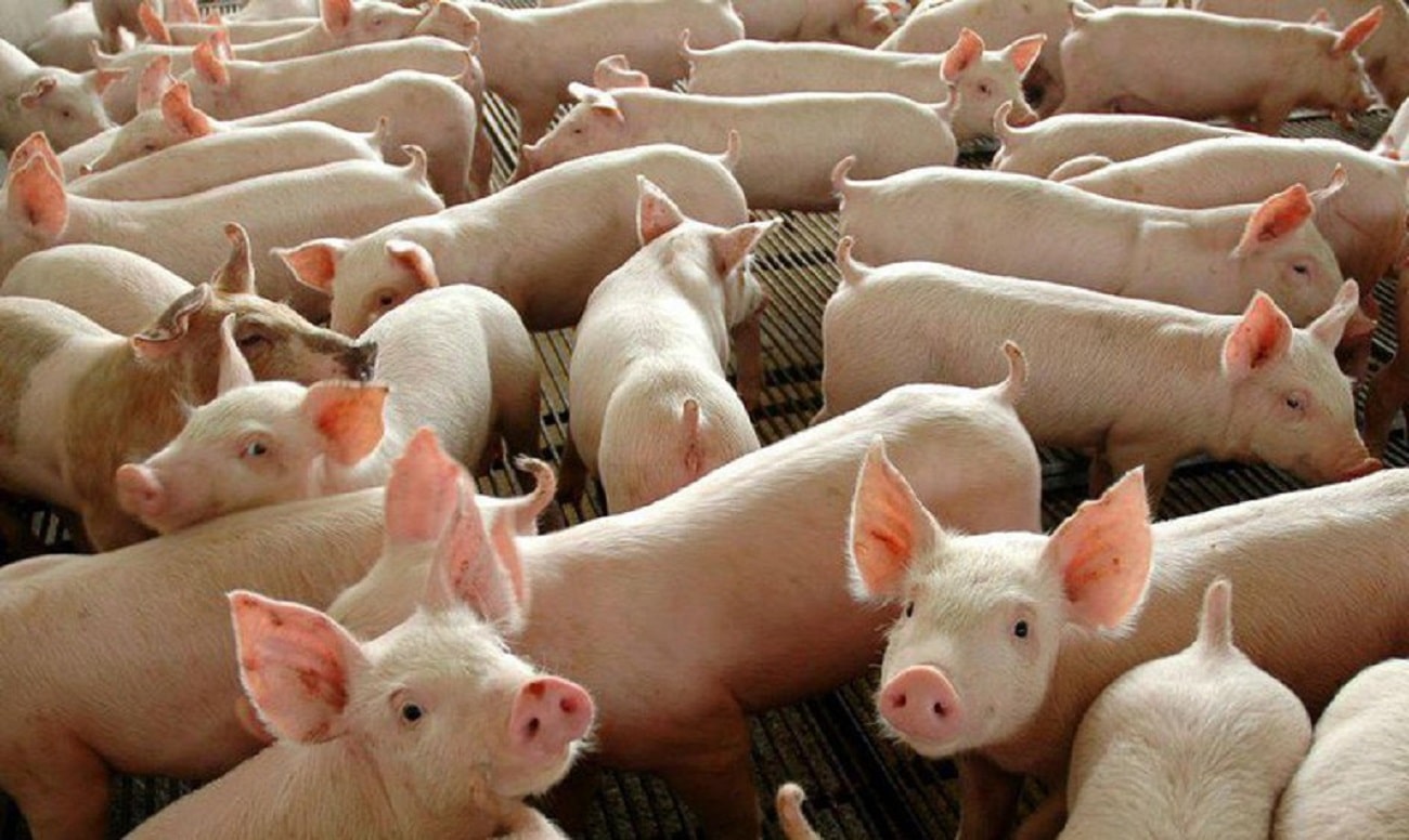1º Simpósio da Suinocultura de Mato Grosso acontece nessa semana