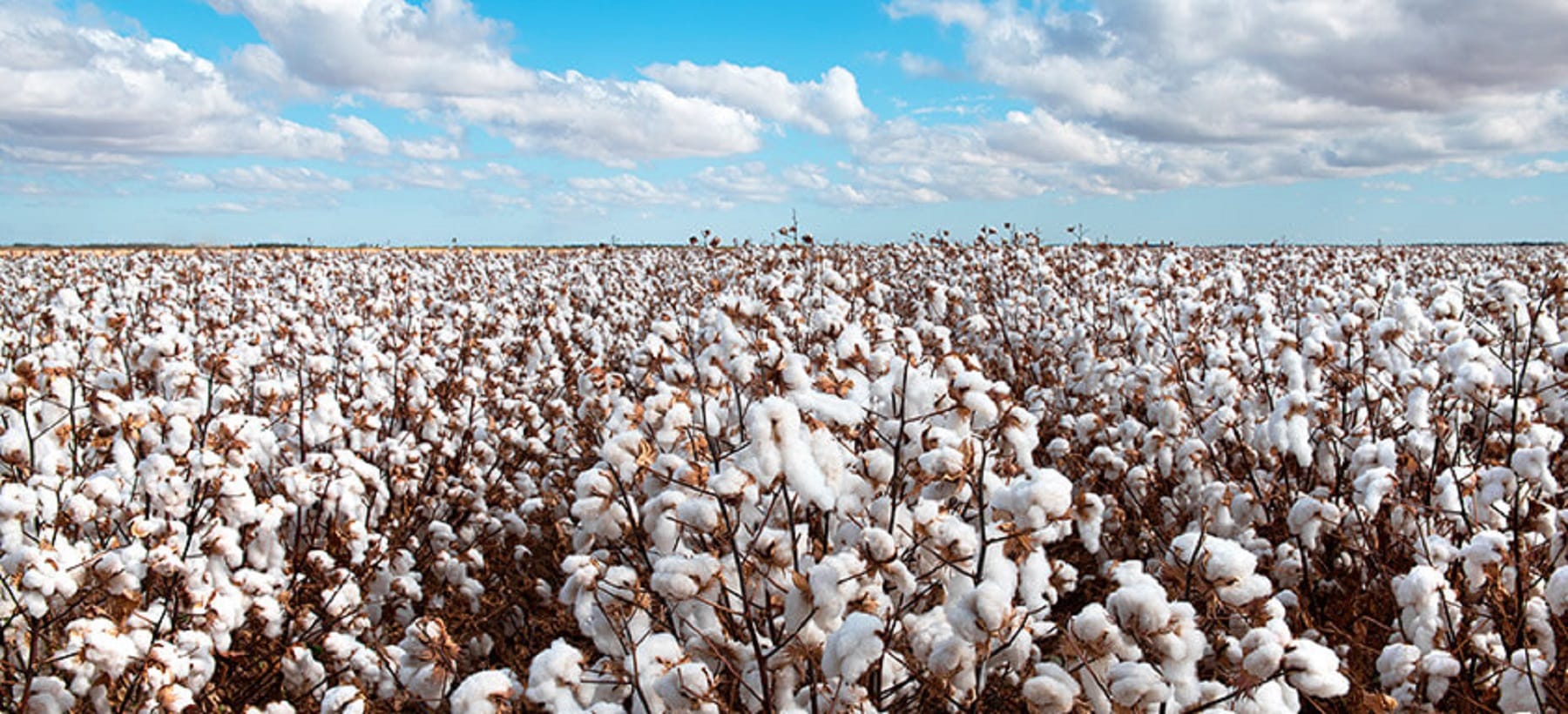 FMC lança em Cuiabá documentário que conta a expansão do algodão no Brasil