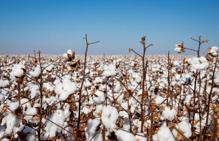 Rendimento do algodão recuou quase 10% em MT na safra 2020/21
