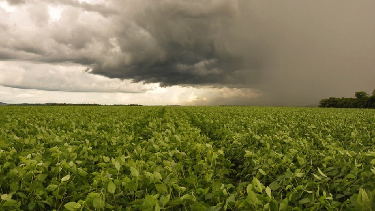 Distribuição das chuvas favorece semeadura da safra em Mato Grosso