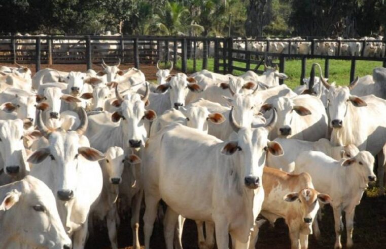 Abates de bovinos em MT recuam quase 20% em 2021