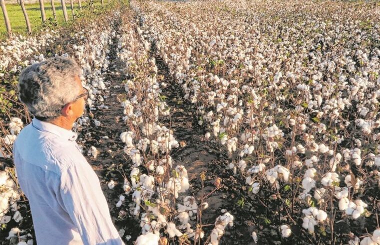 Soja puxa algodão e saldo deve ser positivo para o Estado em 2022