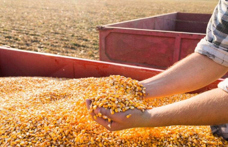 Semeadura do milho safrinha tem início mais cedo neste ano em relação ao ciclo passado