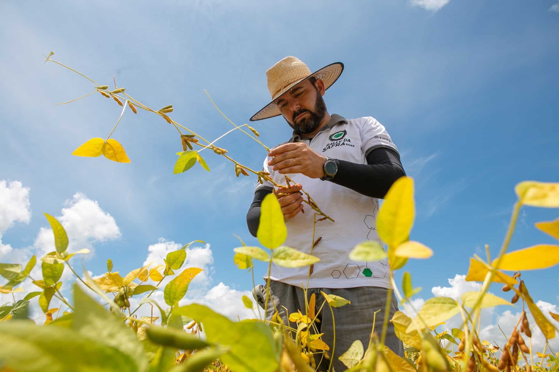 Técnicos do Rally da Safra vão analisar áreas de ciclo mais tardio em MT