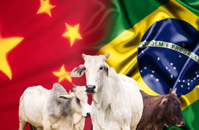 Exportação de carne bovina para a China estimula os preços da pecuária