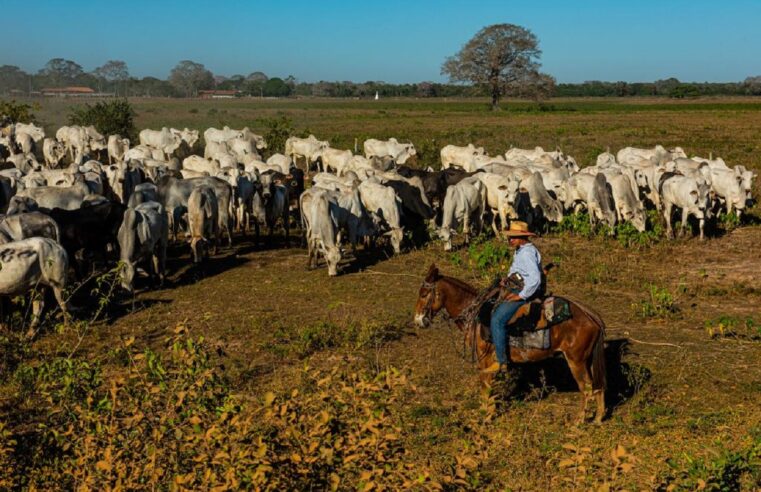 Famato destaca danos à pecuária do Pantanal se PL 03/2022 for aprovado