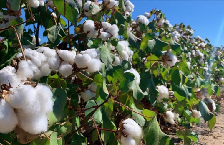 Bom Futuro finaliza plantio de algodão na primeira semana de fevereiro