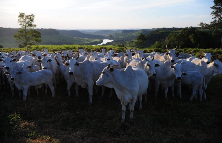 Custos de produção da pecuária de corte devem subir antes do final dessa semana