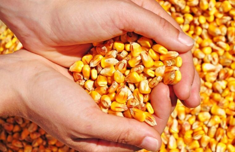 Venda de sementes de milho safrinha avança 35% em MT e supera média nacional