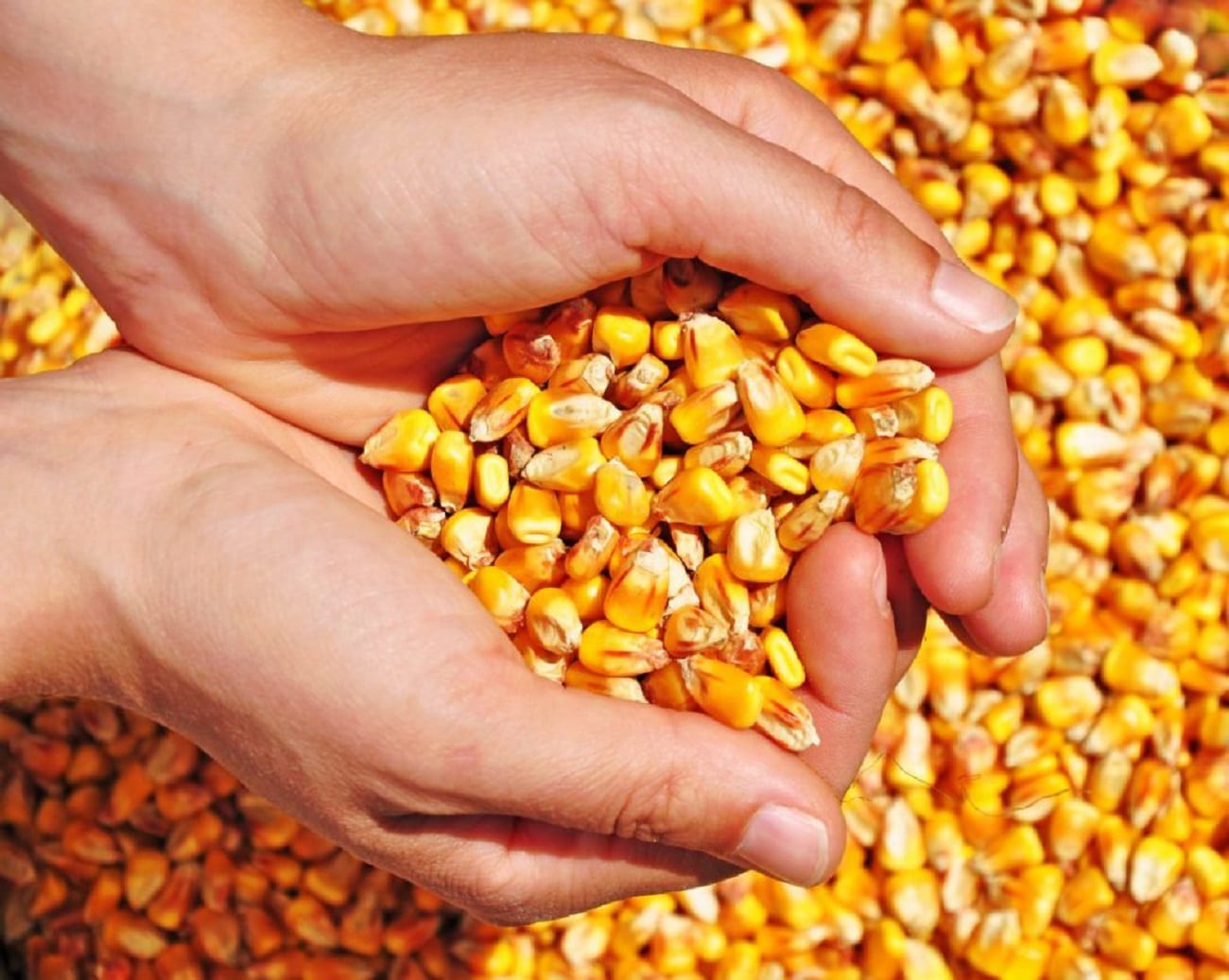 Venda de sementes de milho safrinha avança 35% em MT e supera média nacional