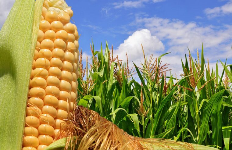 VBP do milho cresceu 108% nos últimos cinco anos; MT é destaque nacional