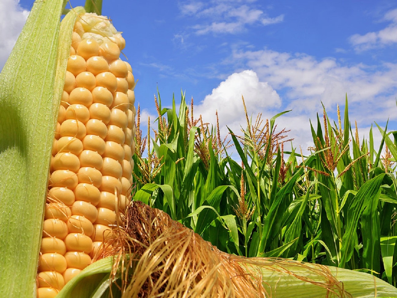 VBP do milho cresceu 108% nos últimos cinco anos; MT é destaque nacional