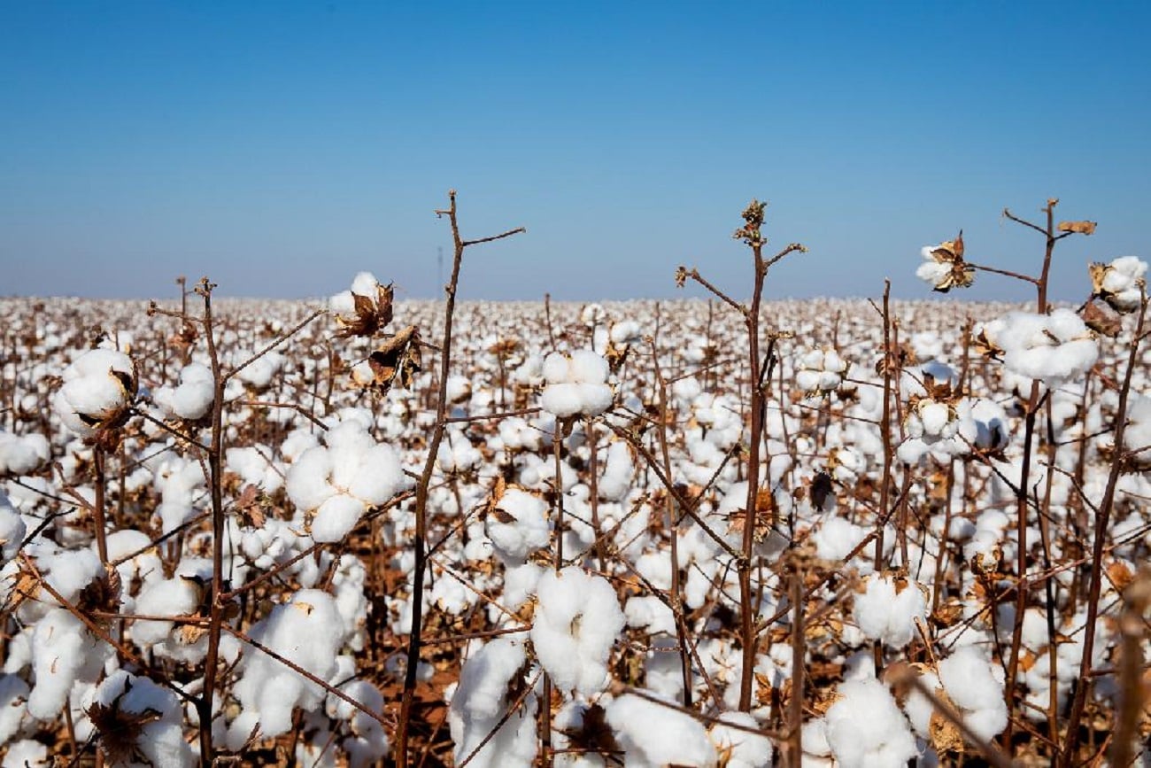 Preço da pluma de algodão fecha fevereiro em patamares recordes em MT
