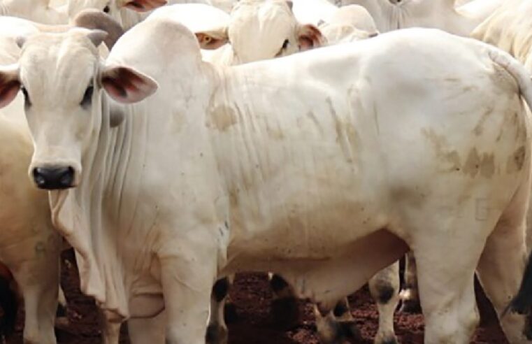 Março movimentou os abates de bovinos em Mato Grosso