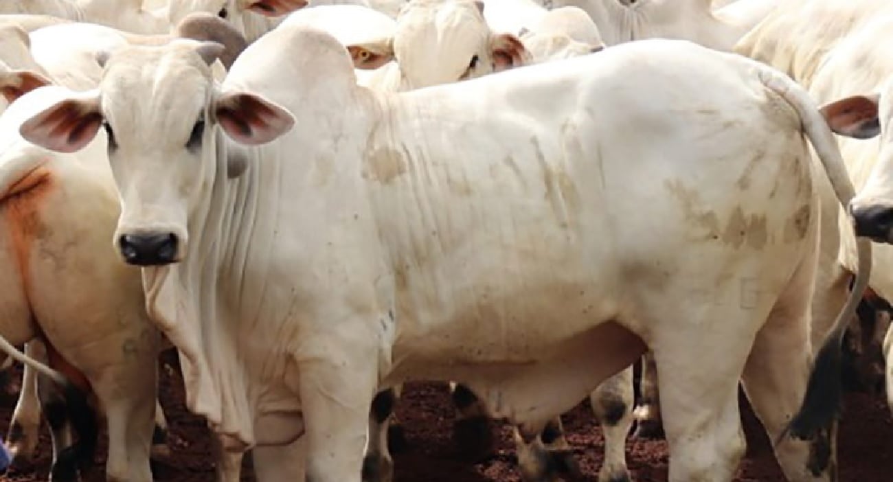 Março movimentou os abates de bovinos em Mato Grosso