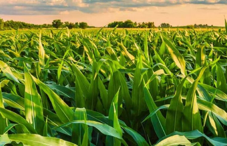 Aprosoja/MT alerta sobre perdas na safrinha de milho, mesmo que haja chuvas nos próximos dias