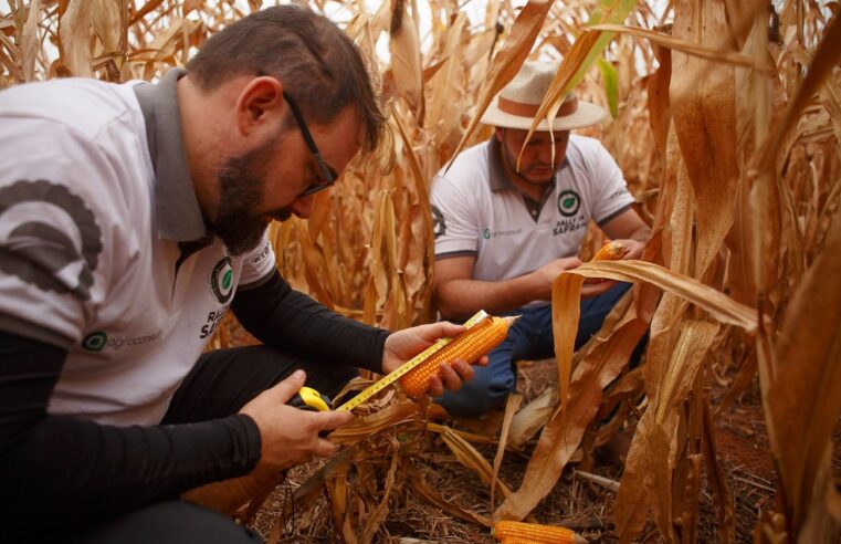 Técnicos do Rally da Safra avaliam lavouras de milho segunda safra