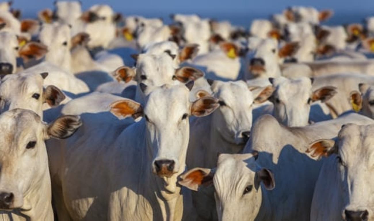 Novo status sanitário de MT vai valorizar a carne bovina e abrir novos mercados