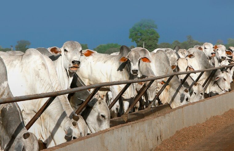 Aumento de custo reverbera mais e reduz intenção de confinamento bovino em MT