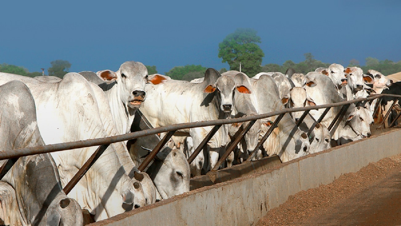 Aumento de custo reverbera mais e reduz intenção de confinamento bovino em MT