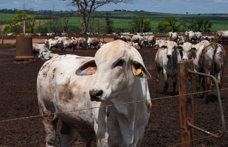 Sem fêmeas nas escalas, abates de bovinos recuam quase 8% em MT