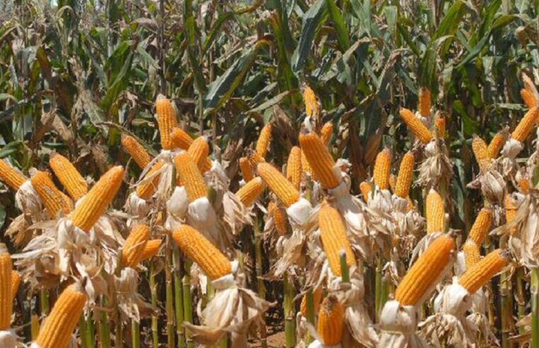 Perspectiva de produção de etanol de milho chega a 4,5 bilhões de litros em MT